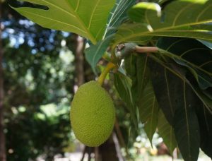 Cara Mengolah Sukun untuk Diabetes, Hipertensi, dan Obesitas