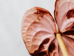 Obat Batu Ginjal dan Batu Empedu Paling Efektif