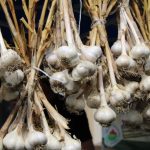 Herbal Penurun Kolesterol Alami yang Aman Dikonsumsi Setiap Hari untuk Menjaga Kesehatan Jantung