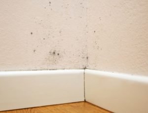 Bahaya Black Mold di Rumah Lembap